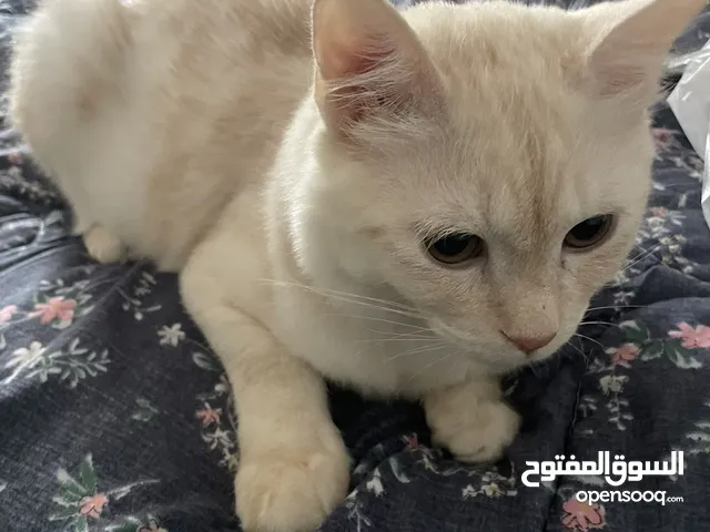 قطين للتبني مطعمين وخاليين من الامراض