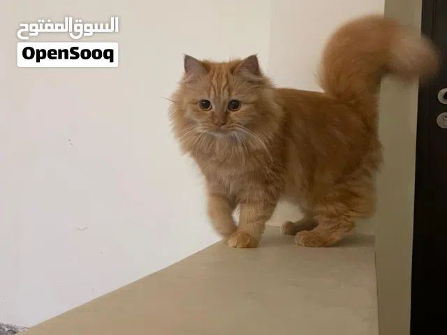 cat for free adoption