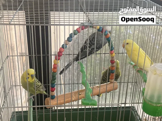 طيور حب للبيع