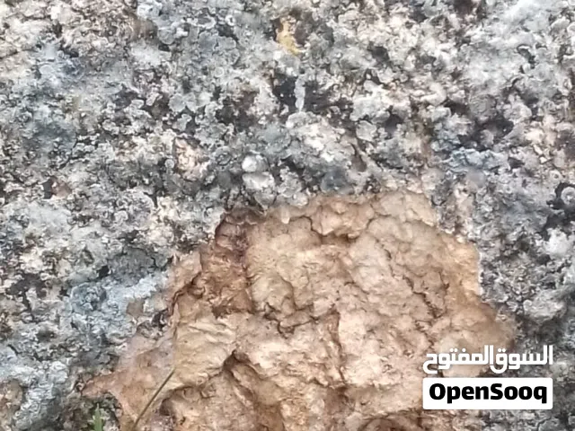 مطلوب جهاز خلوي بسعر مناسب