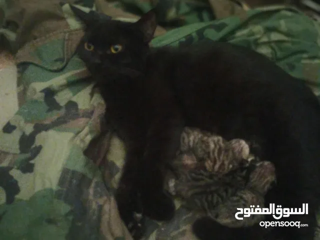 نونونيتؤابتتب