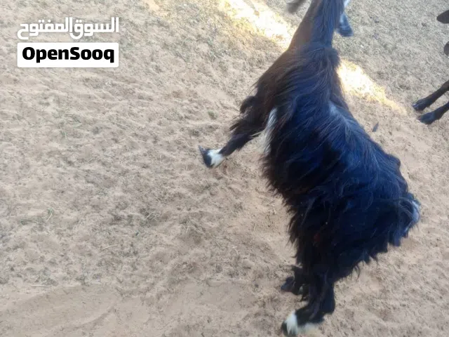 عنز ربي يبارك سنها سداس