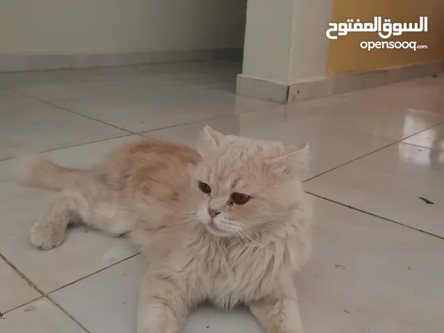 قط فارسي جميل
