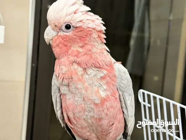 ببغاء كوكاتو قالا cockatoo galah