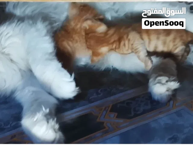 قط شيرازي انثى مع اولاده 2 صغار