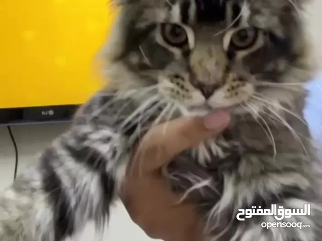 مينكون mainecoon