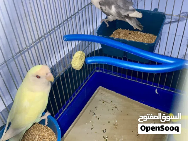 عصافير باركديلو درجة