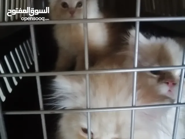 قطط للليع عدد3
