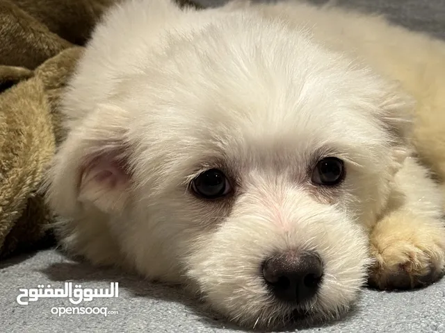 Maltese puppy 3 month old