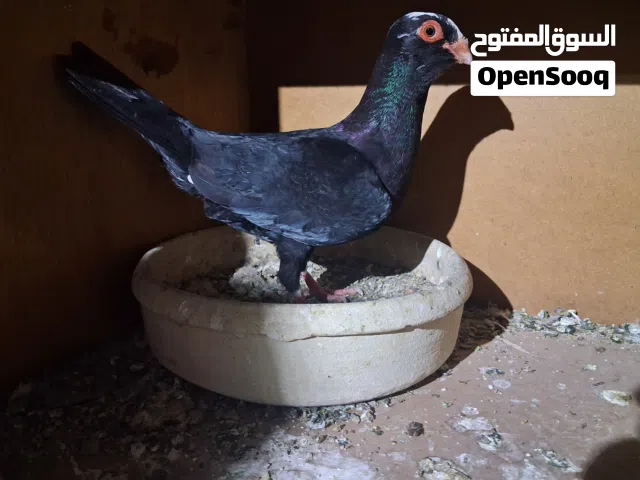 5 طواير 4 مساويد وطيره كشكية مزهورات
