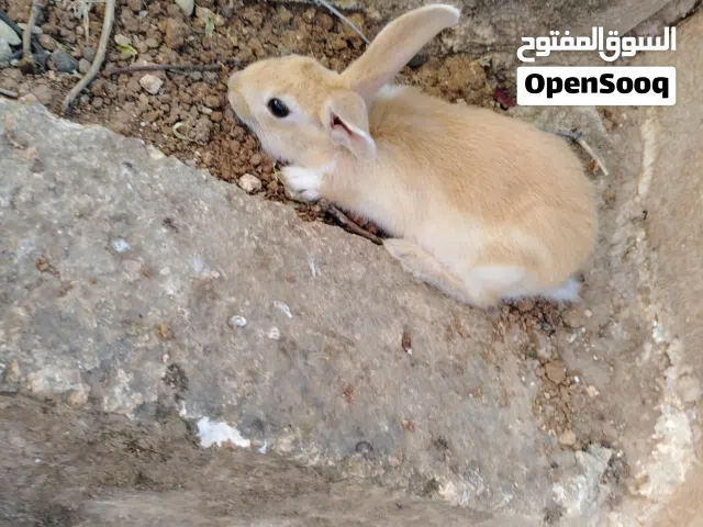 ارانب للبيع