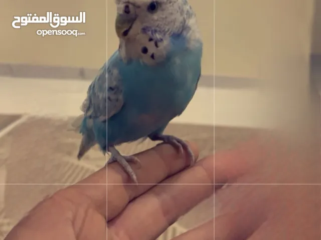 طير هند البيع أليف