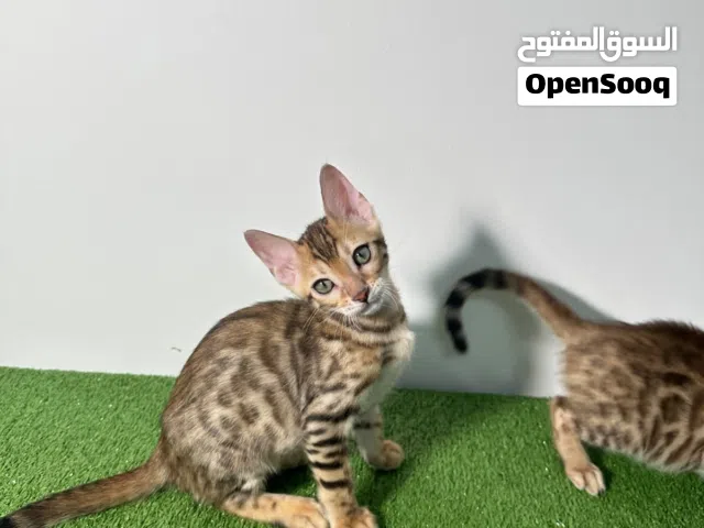 Bengal kitten