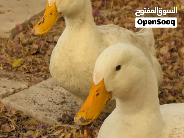 زوج بط ذكر وانثى وديك للبيع