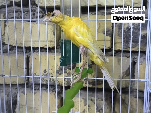 كناريات فحله كيفر واتساب