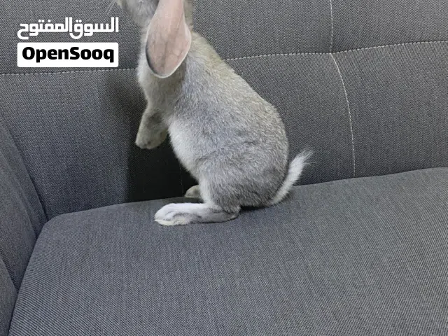 Rabbit, female, 6 months old