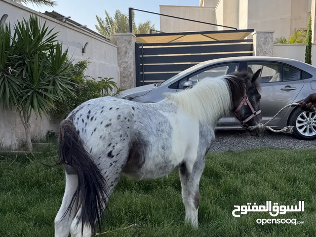خيل بوني للبيع