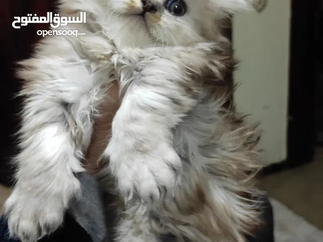 قطط شيرازي اشكال والوان صغار وكبار