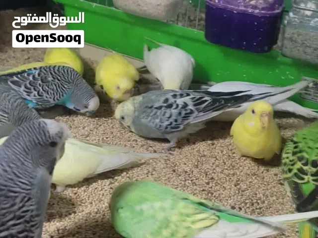 طيور بادجي .بقلينو  حضيره