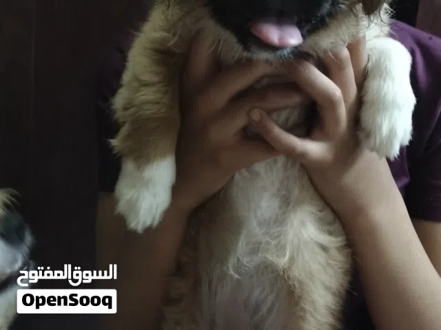 جرو بيكنوا للبيع 4شهور