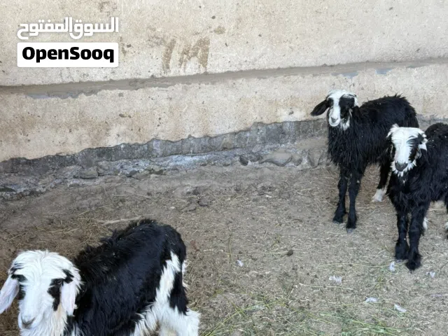 كباشه نجديات من الحجم الكبير