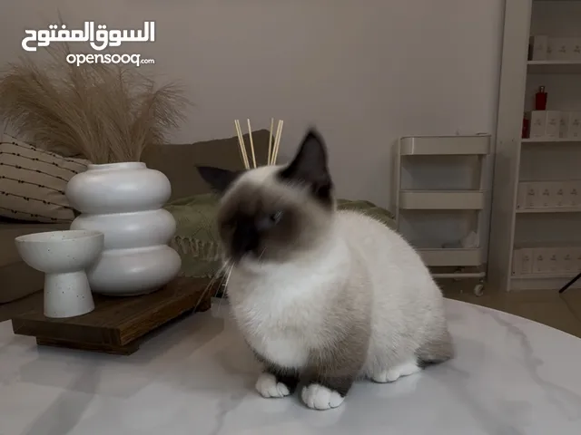 أنثى القزم munshkin