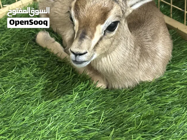 أنثى صغير غزال الدماني