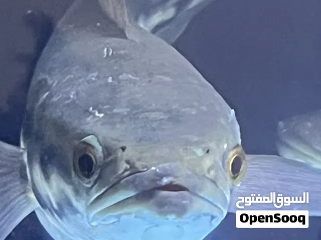 Giant Snake Head fish