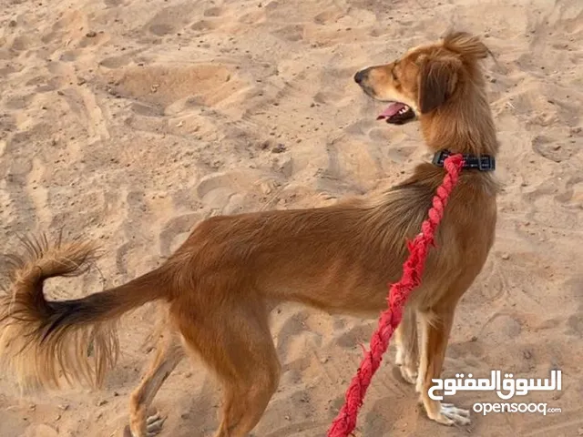جروه سلوقي اريش مهجن