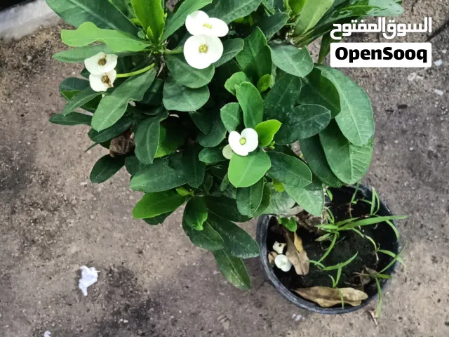 Garden Mantince New Garden Flower and Trees