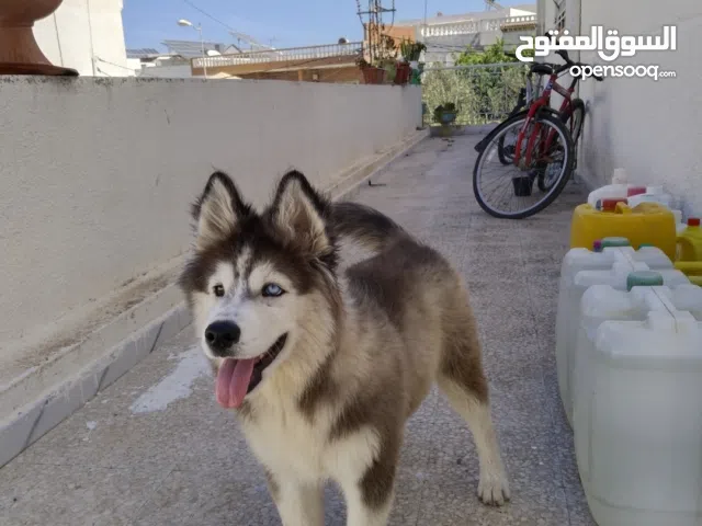 هاسكي سويسري للبيع