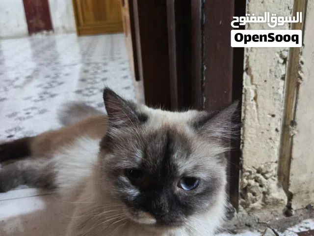قطه مع اطفالها لطيفه لعب كثير