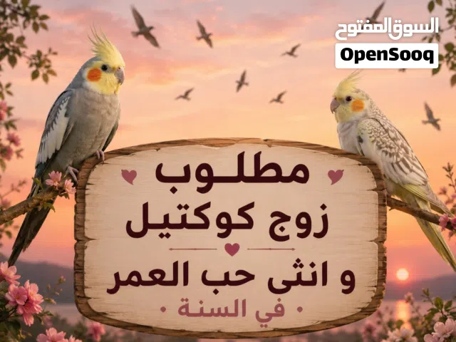 مطلوب زوج كوكتيل و انثى حب العمر في السنة