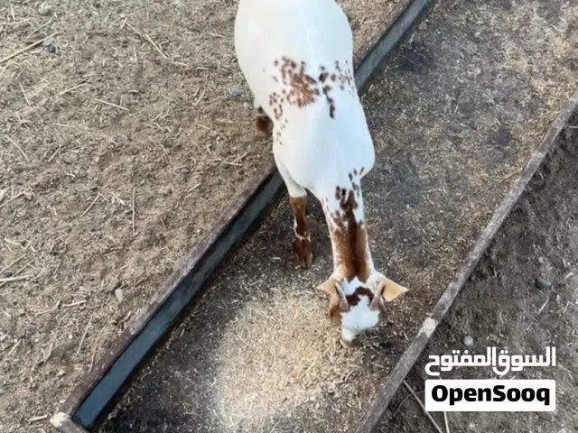 للبيع سخله ...