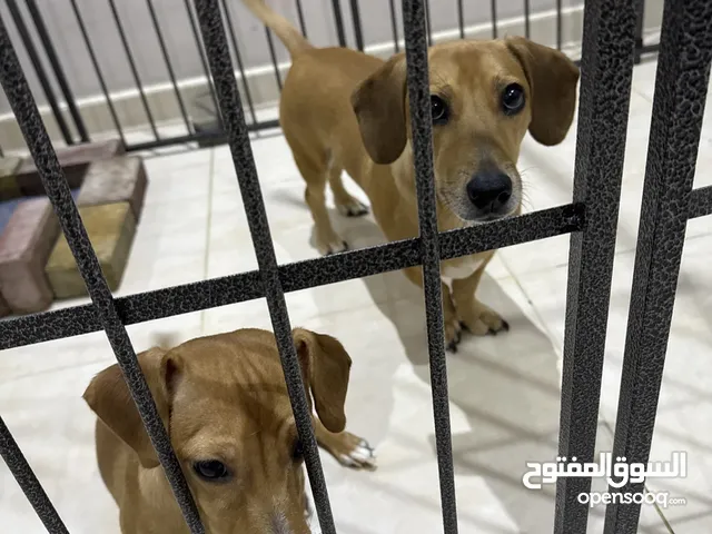 كلاب هوت دوق داشهندا