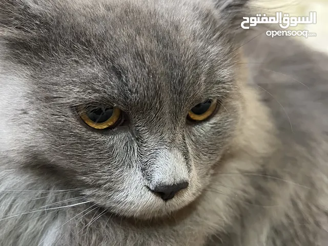 British Longhair gray cat