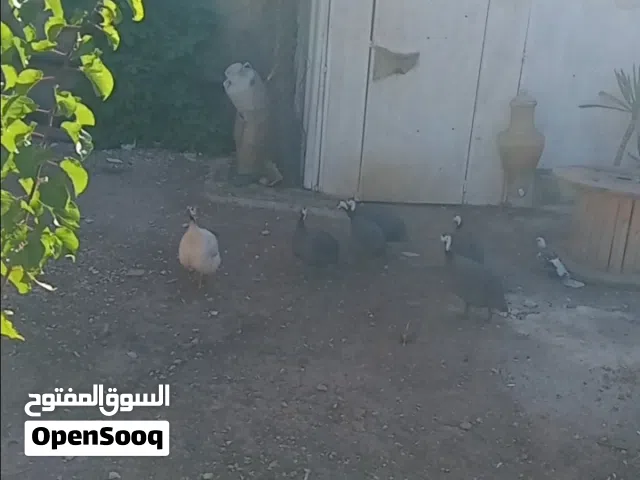 دجاج فرعوني نخب النخب
