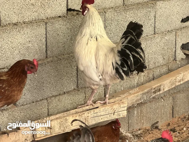 بيع دجاج وديك رومي