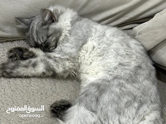 قطه عمرها 6 شهور