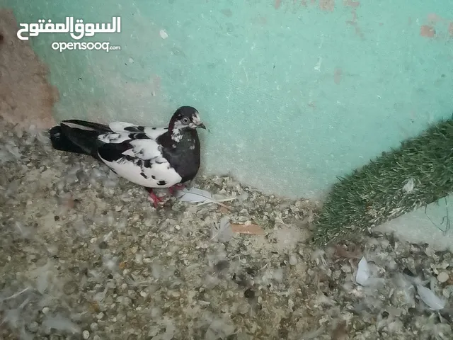 جبل جوفه حي ام تينه