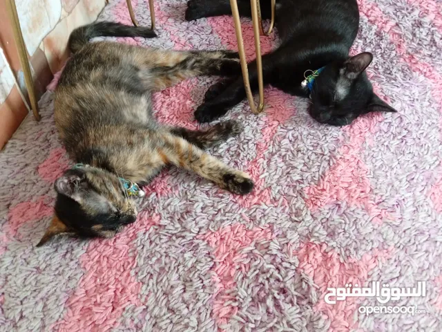 قطتين شيرازي للتبني مع حمامهن العمر 3شهور