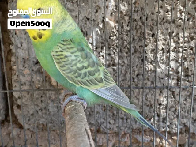 متاح 2 جوز بقلينوا