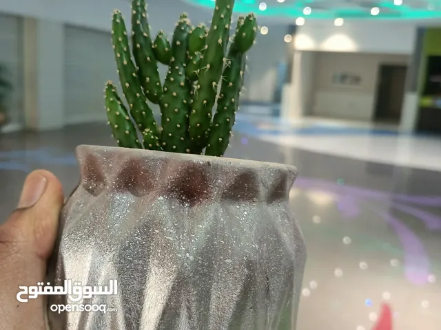 شنلات وصباريات في مزهريات