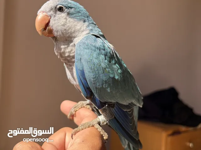 ببغاء كويكر - كنيور