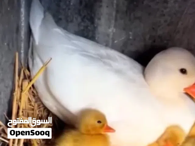 طيور فزن و فرانكلين