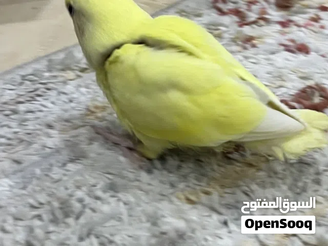 للبيع لوف بير-روز شوط الصحه و الربوه و مع كامل اغراضه