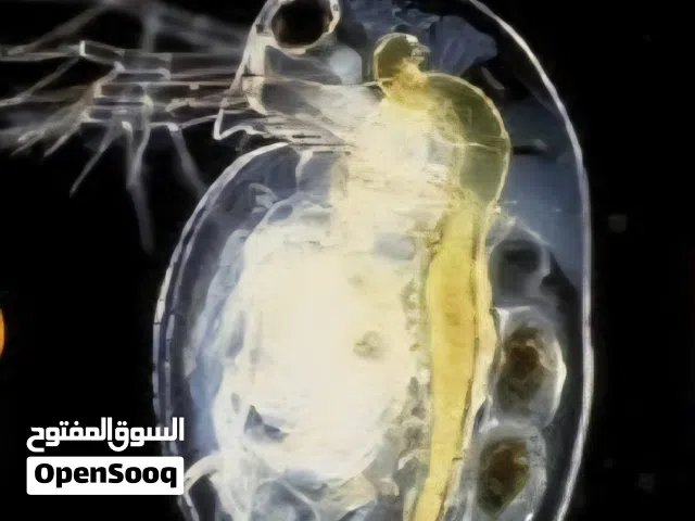 دافينيا غذاء لاسماك الزينة