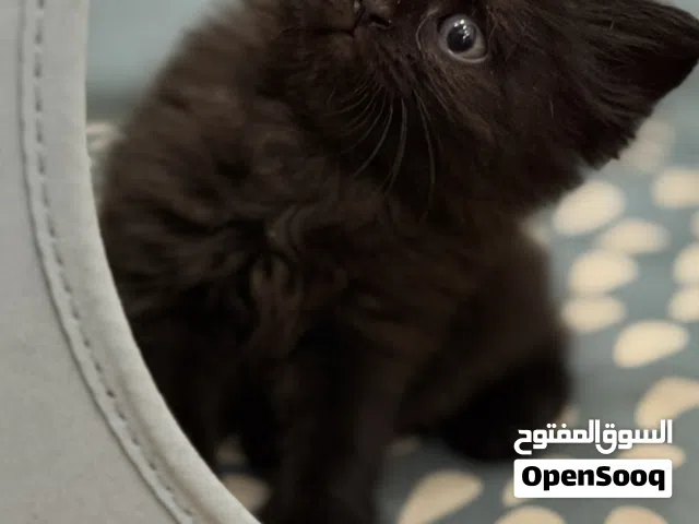 قطط سكوتش من ام سكوتش