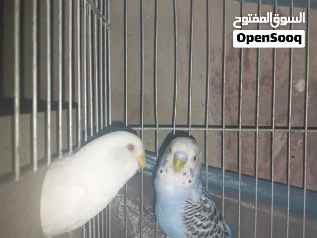 طيور حب +مطلوب طيره كوكتيل