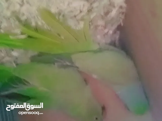 جوز دره مع فراخهم لفراخ متعودات عزق اليدوي سعرهم  150 طبعن بجهزن للبطن ثاني  موجودات بزرقا 078124081